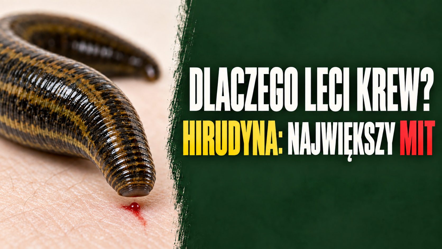 Dlaczego po pijawkach leci krew? Hirudyna - najwiekszy mit hirudoterapii
